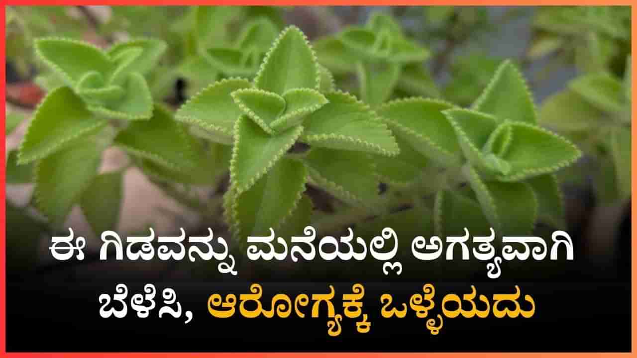 ಈ ಗಿಡವನ್ನು ಮನೆಯಲ್ಲಿ ಅಗತ್ಯವಾಗಿ ಬೆಳೆಸಿ, ಆರೋಗ್ಯಕ್ಕೆ ಒಳ್ಳೆಯದು