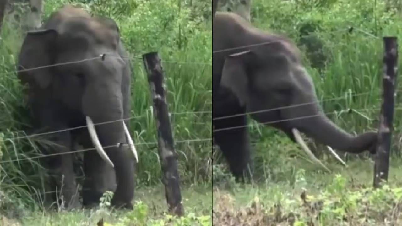 Video: ಕರೆಂಟ್ ಬೇಲಿ ದಾಟಲು ಆನೆ ಬಳಸಿದ ಈ ಟ್ರಿಕ್, ನಿಮಗೂ ಉಪಯೋಗಕ್ಕೆ ಬರಬಹುದು ನೋಡಿ Video: ಕರೆಂಟ್ ಬೇಲಿ ದಾಟಲು ಆನೆ ಬಳಸಿದ ಈ ಟ್ರಿಕ್, ನಿಮಗೂ ಉಪಯೋಗಕ್ಕೆ ಬರಬಹುದು ನೋಡಿ