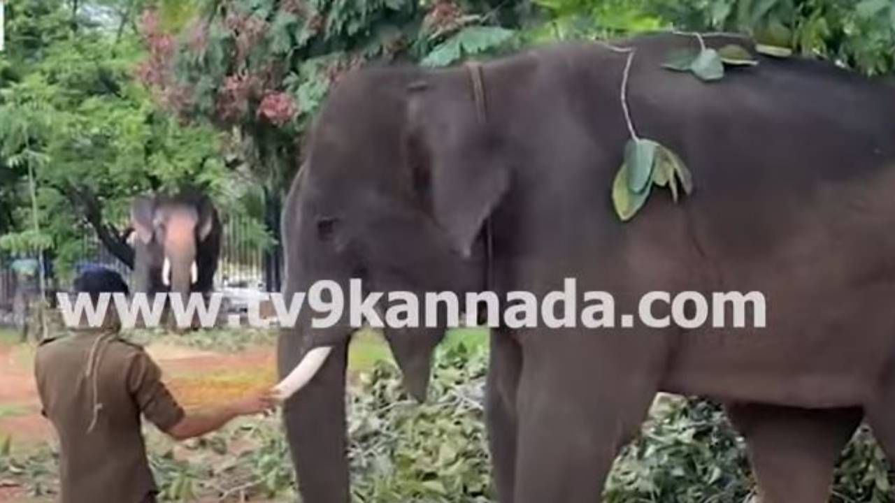 ಆಂಧ್ರ ಪ್ರದೇಶ ಡಿಸಿಎಂ ಪವನ್ ಕಲ್ಯಾಣ್ ಮನವಿ ಮೇರೆಗೆ ಇಂದು ಕರ್ನಾಟಕದ 4 ಆನೆಗಳು ಹಸ್ತಾಂತರ