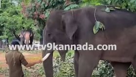 ನೆರೆರಾಜ್ಯದ ಆನೆಹಿಂಡನ್ನು ಪಳಗಿಸಲು ಹೊರಟಿವೆ ಕರ್ನಾಟಕದ ಸಲಗಗಳು ನೆರೆರಾಜ್ಯದ ಆನೆಹಿಂಡನ್ನು ಪಳಗಿಸಲು ಹೊರಟಿವೆ ಕರ್ನಾಟಕದ ಸಲಗಗಳು