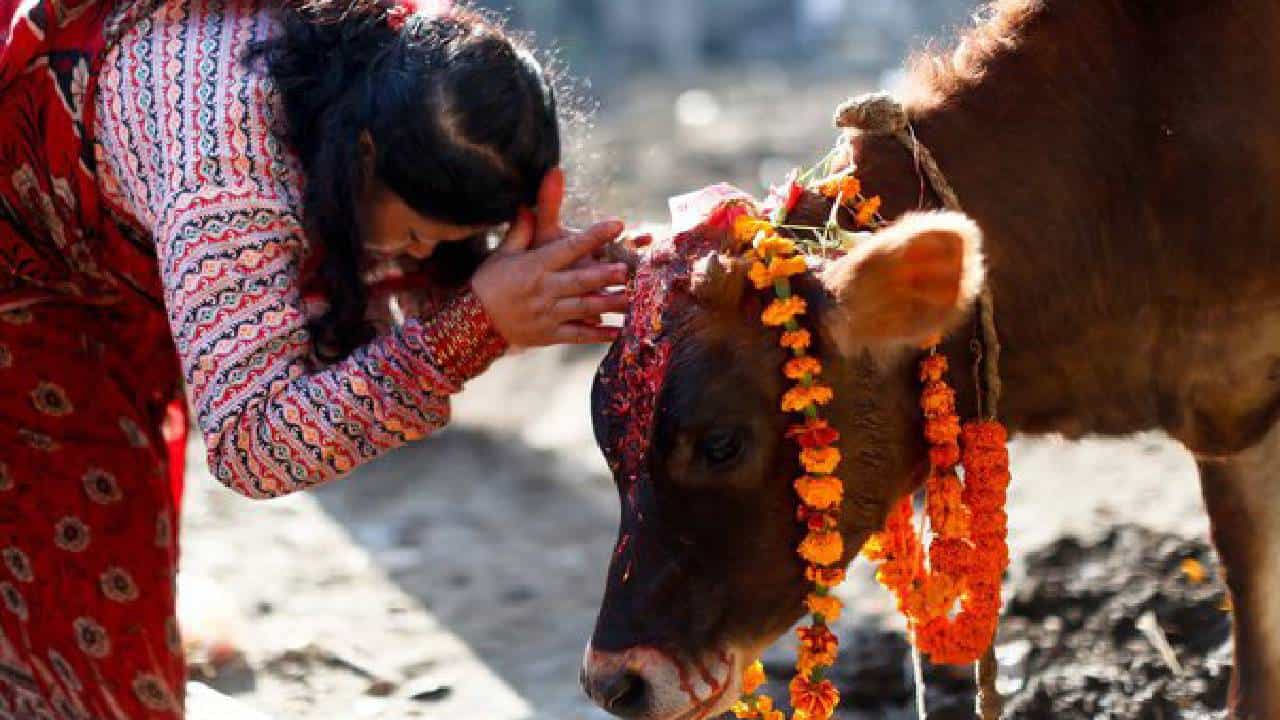 ಪ್ರತಿದಿನ ಹಸುವಿಗೆ ಆಹಾರ ನೀಡುವುದರಿಂದ ಆಗುವ ಆಧ್ಯಾತ್ಮಿಕ ಮತ್ತು ವೈಜ್ಞಾನಿಕ ಪ್ರಯೋಜನ
