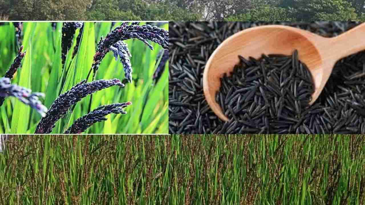 ಬೌದ್ಧ ದೇಶಗಳಿಗೆ ರಫ್ತಾಗಲಿದೆ ಕಾಲಾನಮಕ್ ಅಕ್ಕಿ; ಬುದ್ಧನಿಗೆ ಸಂಬಂಧಿಸಿದ ಈ ಕಪ್ಪು ಅಕ್ಕಿಯ ವಿಶೇಷತೆ ಏನು ಗೊತ್ತಾ?