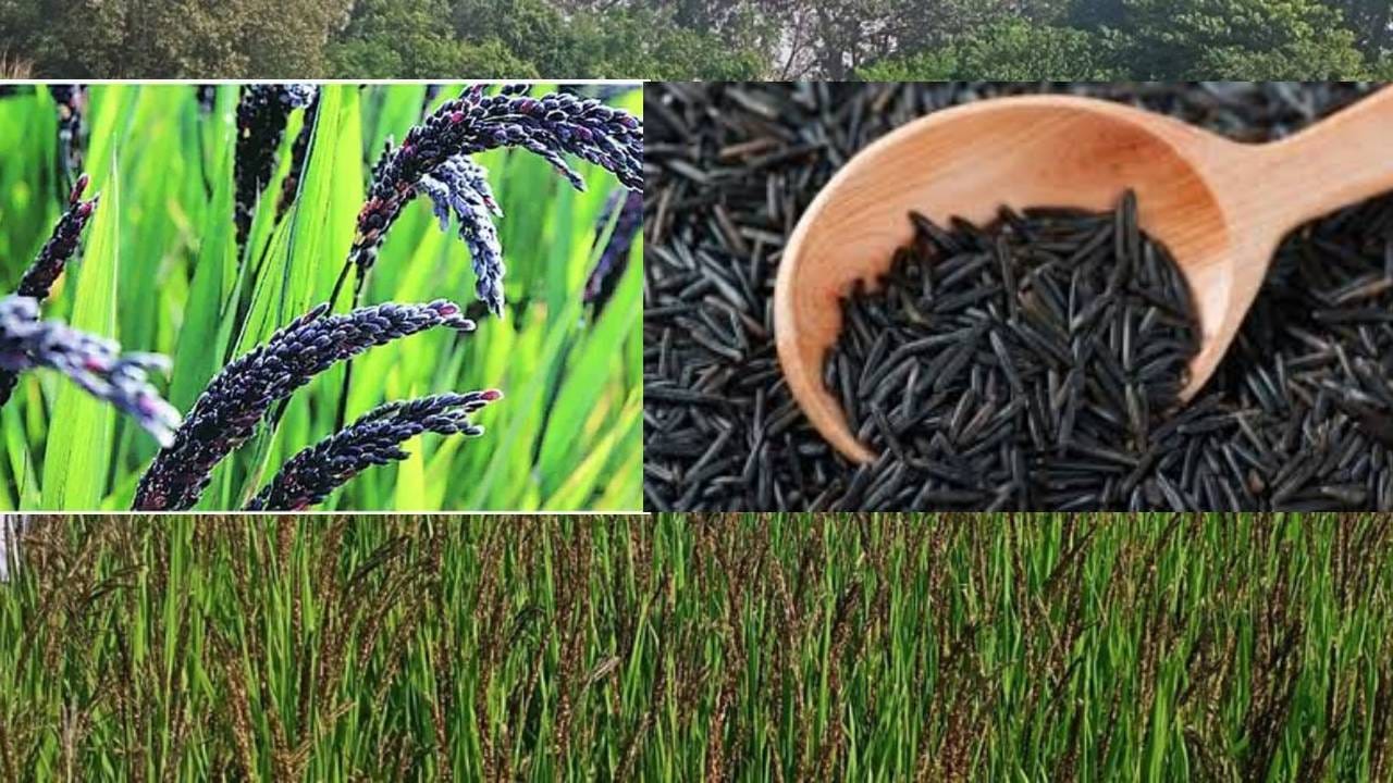 ಬೌದ್ಧ ದೇಶಗಳಿಗೆ ರಫ್ತಾಗಲಿದೆ ಕಾಲಾನಮಕ್ ಅಕ್ಕಿ; ಬುದ್ಧನಿಗೆ ಸಂಬಂಧಿಸಿದ ಈ ಕಪ್ಪು ಅಕ್ಕಿಯ ವಿಶೇಷತೆ ಏನು ಗೊತ್ತಾ?