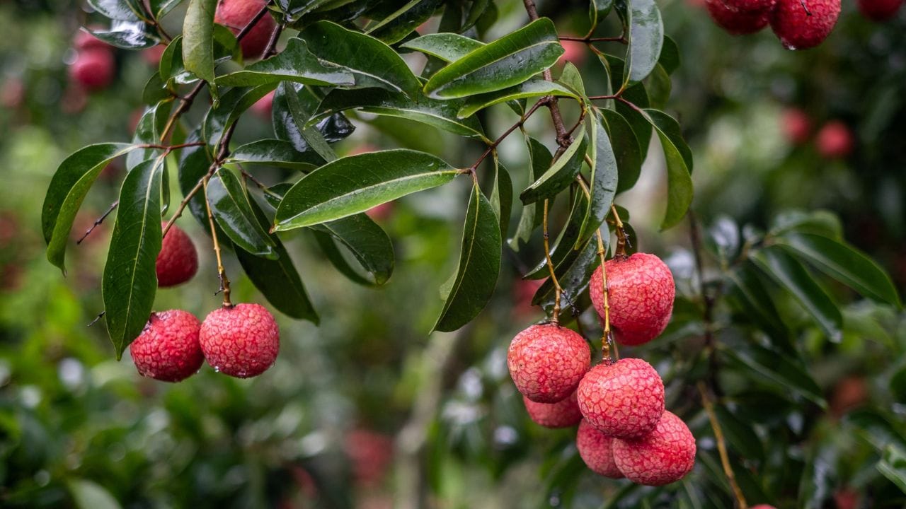 ಬಿಳಿ ರಕ್ತ ಕಣಗಳು ಕಡಿಮೆ ಆಗಿದ್ದರೆ ಚಿಂತೆ ಬೇಡ! ಈ ಹಣ್ಣಿನ ಸೇವನೆ ಮಾಡಿ