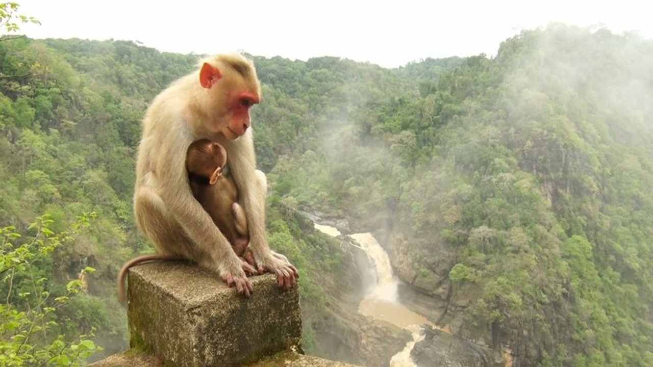 ವಿಶೇಷ ಎಂದರೆ ತನ್ನ ಪಥವನ್ನ ಪೂರ್ತಿಯಾಗಿ ಪಶ್ಚಿಮ ಘಟ್ಟಗಳಲ್ಲಿ ಮುಚ್ಚಿಕೊಂಡಿರುವ ಬೆಡ್ತಿ ನದಿ, ಕೆಲವೇ ಮೀಟರ್ ಪಥ ಮಾತ್ರ ಕಣ್ಣಿಗೆ ಬಿಳುತ್ತೆ. ಆದರೆ ಕಣ್ಣಿಗೆ ಕಾಣುವ ಕೆಲವೇ ಮೀಟರ್ ಬೆಡ್ತಿ ನದಿಯ ಪಥ ಮಾತ್ರ ನಯನ ಮನೋಹರ.