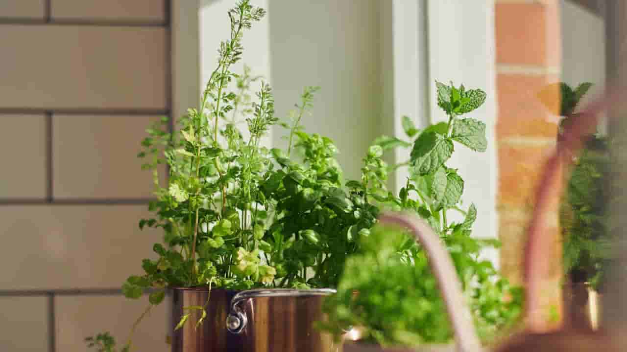 ಮಾತ್ರೆ ನುಂಗುವ ಬದಲು ಮನೆಯಲ್ಲಿ ಈ ಗಿಡಗಳನ್ನು ಬೆಳೆಸಿ