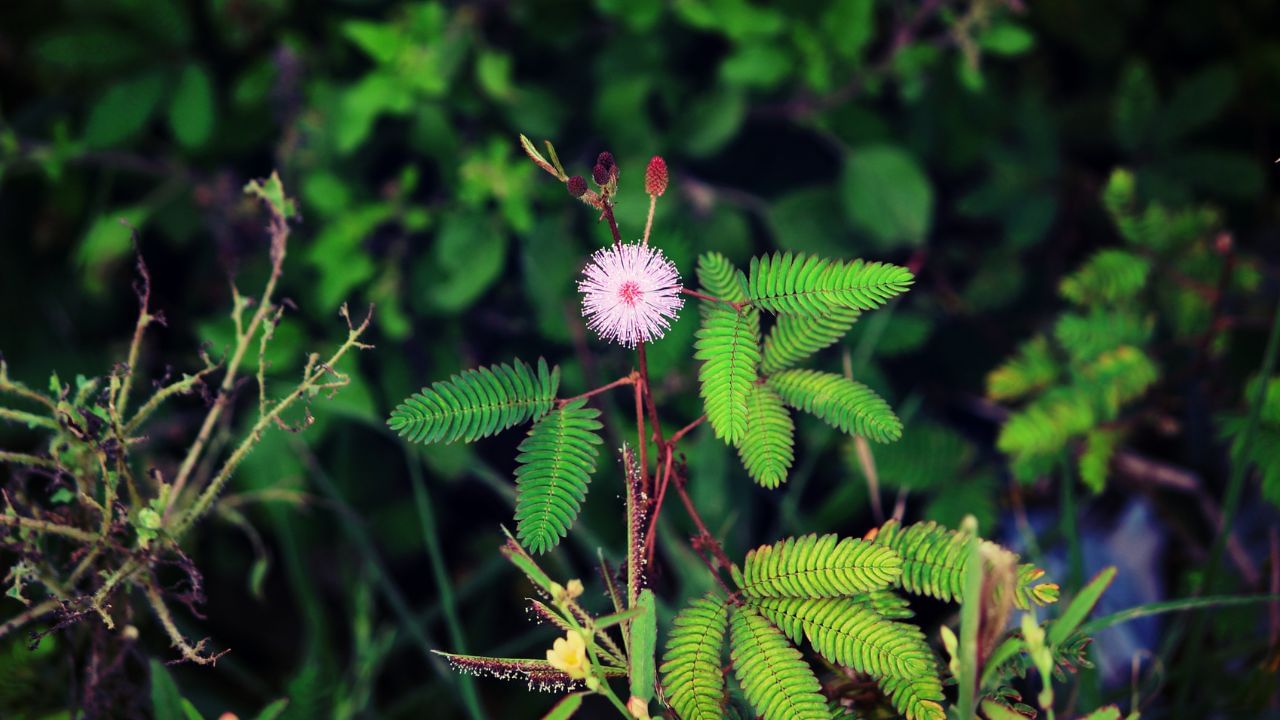 ಮುಟ್ಟಿದರೆ ಮುನಿಯುವ ನಾಚಿಕೆ ಮುಳ್ಳು ಆರೋಗ್ಯಕ್ಕೆ ಎಷ್ಟು ಪ್ರಯೋಜನಕಾರಿ ಗೊತ್ತಾ