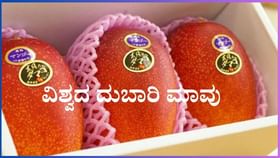 ವಿಶ್ವದ ದುಬಾರಿ ಮಾವು ಇದು, ಇದರ ಬೆಲೆ ಕೇಳಿದ್ರೆ ಖಂಡಿತ ಬೆಚ್ಚಿ ಬೀಳ್ತಿರಾ ವಿಶ್ವದ ದುಬಾರಿ ಮಾವು ಇದು, ಇದರ ಬೆಲೆ ಕೇಳಿದ್ರೆ ಖಂಡಿತ ಬೆಚ್ಚಿ ಬೀಳ್ತಿರಾ