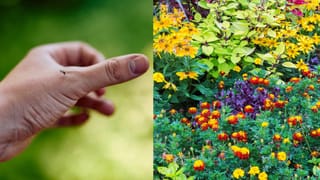 ಮದುವೆಗೆ ವಯಸ್ಸು ಮುಖ್ಯನಾ? ಮ್ಯಾರೇಜ್ ಆಗೋಕೆ ಪರ್ಫೆಕ್ಟ್‌ ಏಜ್‌ ಯಾವುದು? ಇಲ್ಲಿದೆ ಮಾಹಿತಿ