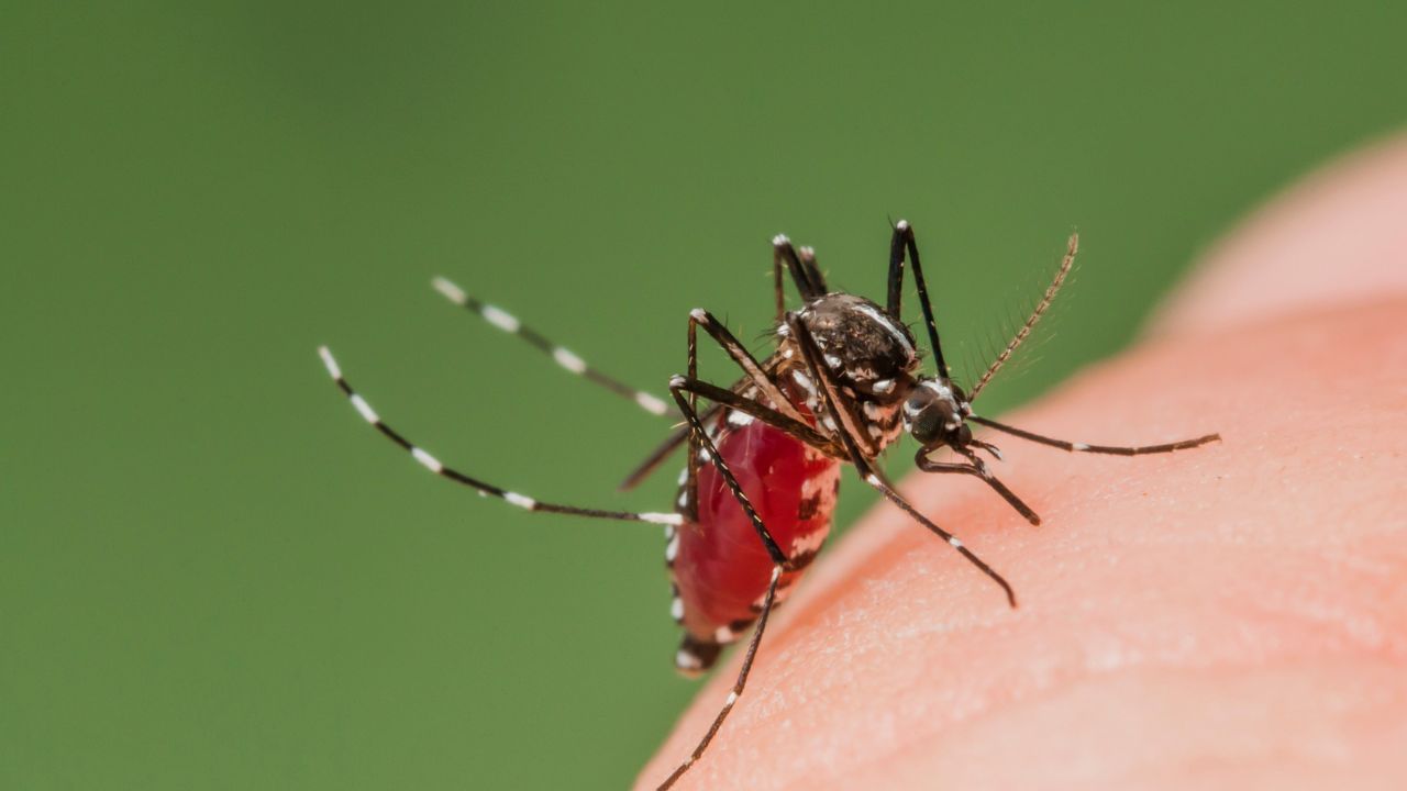 National Dengue Day 2025: ಬಿಸಿಲು, ಮಳೆಯಾದಾಗ ಹೆಚ್ಚಾಗುತ್ತೆ ಡೆಂಗ್ಯೂ ಪ್ರಕರಣ! ಮಕ್ಕಳ ಆರೋಗ್ಯದ ಮೇಲಿರಲಿ ಎಚ್ಚರ