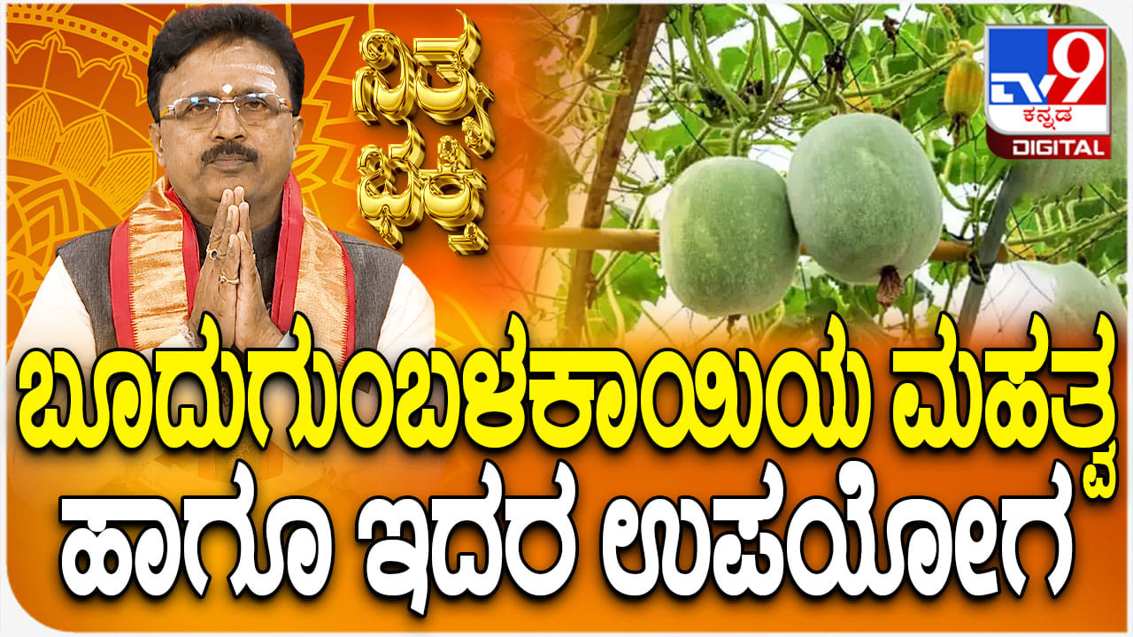 Daily Devotional: ಬೂದುಗುಂಬಳ ಕಾಯಿಯ ಮಹತ್ವ ಹಾಗೂ ಅದರ ಉಪಯೋಗ ತಿಳಿಯಿರಿ Daily Devotional: ಬೂದುಗುಂಬಳ ಕಾಯಿಯ ಮಹತ್ವ ಹಾಗೂ ಅದರ ಉಪಯೋಗ ತಿಳಿಯಿರಿ