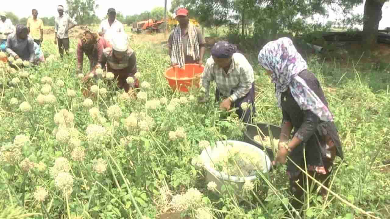 ಈರುಳ್ಳಿ ಬೀಜ ಮಾರಾಟ ಮಾಡಿ ಕೋಟ್ಯಂತರ ರೂ ಆದಾಯ ಗಳಿಸಿದ ಬೀದರ್ನ ರೈತ