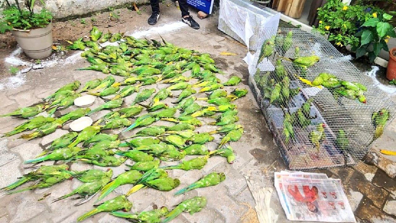 ಝಾನ್ಸಿಯಲ್ಲಿ ಬಿರುಗಾಳಿಯ ಹೊಡೆತಕ್ಕೆ 70ಕ್ಕೂ ಹೆಚ್ಚು ಗಿಳಿಗಳು ಬಲಿ