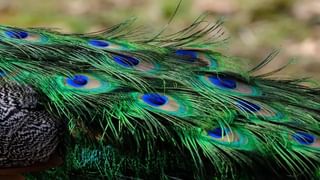 Daily Devotional: ಪೂಜೆ ಸಮಯದಲ್ಲಿ ಈ ಬಣ್ಣದ ಬಟ್ಟೆ ಧರಿಸಲೇಬೇಡಿ!