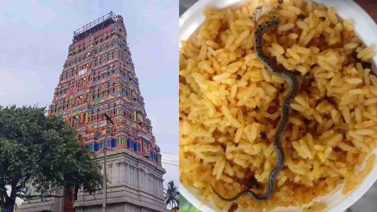 Chandra Choodeswarar Temple: ತಮಿಳುನಾಡಿನ ದೇವಸ್ಥಾನದ ಪ್ರಸಾದದಲ್ಲಿ ಸತ್ತ ಹಾವು ಪತ್ತೆ