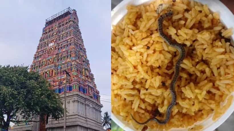 Chandra Choodeswarar Temple: ತಮಿಳುನಾಡಿನ ದೇವಸ್ಥಾನದ ಪ್ರಸಾದದಲ್ಲಿ ಸತ್ತ ಹಾವು ಪತ್ತೆ