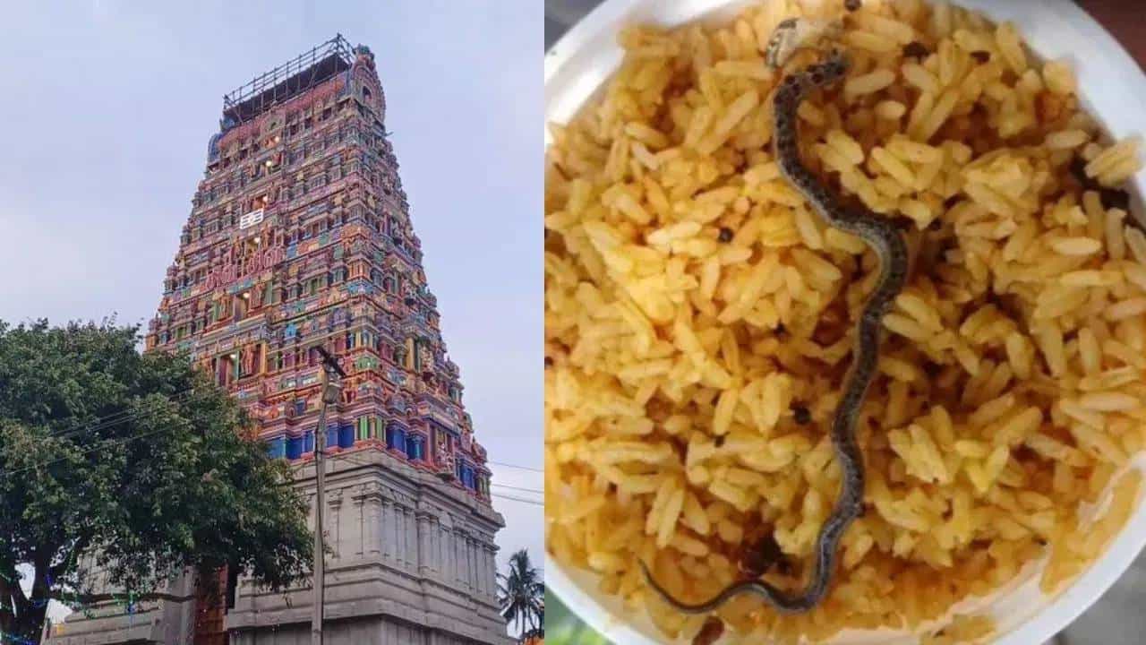 Chandra Choodeswarar Temple: ತಮಿಳುನಾಡಿನ ದೇವಸ್ಥಾನದ ಪ್ರಸಾದದಲ್ಲಿ ಸತ್ತ ಹಾವು ಪತ್ತೆ Chandra Choodeswarar Temple: ತಮಿಳುನಾಡಿನ ದೇವಸ್ಥಾನದ ಪ್ರಸಾದದಲ್ಲಿ ಸತ್ತ ಹಾವು ಪತ್ತೆ