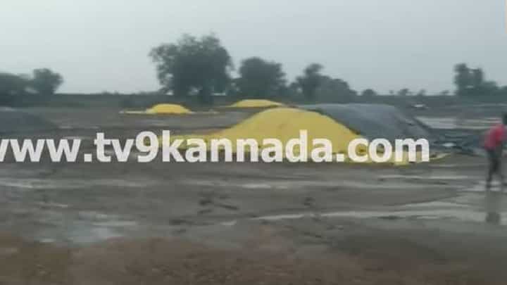 ರಾಯಚೂರಲ್ಲಿ ನಿನ್ನೆ ಸುರಿದ ಭಾರೀ ಮಳೆಗೆ ಕಟಾವು ಮಾಡಿ ಒಳಗಲು ಹಾಕಿದ್ದ ಭತ್ತ ನಾಶ, ರೈತರು ಕಂಗಾಲು ರಾಯಚೂರಲ್ಲಿ ನಿನ್ನೆ ಸುರಿದ ಭಾರೀ ಮಳೆಗೆ ಕಟಾವು ಮಾಡಿ ಒಳಗಲು ಹಾಕಿದ್ದ ಭತ್ತ ನಾಶ, ರೈತರು ಕಂಗಾಲು