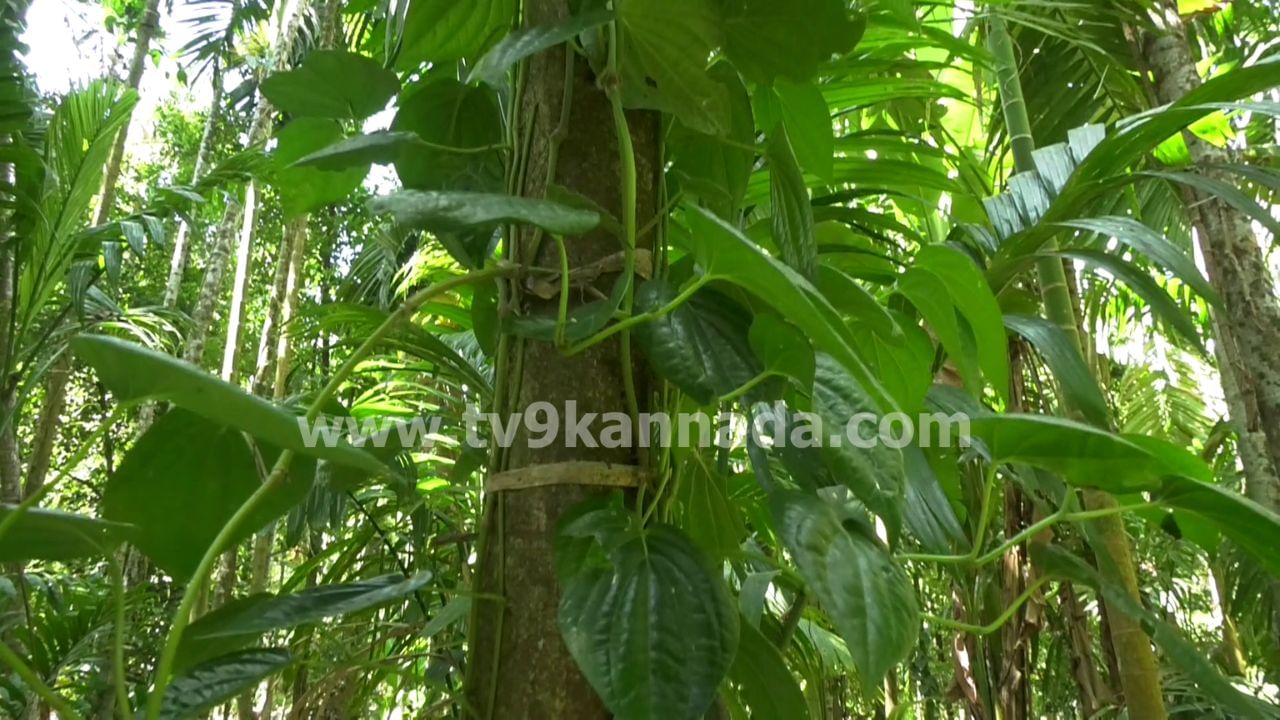 Rani Betel Leafs Honnavar