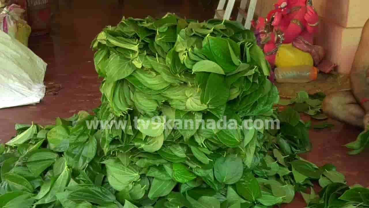 ಶರಾವತಿ ನದಿ ತೀರದ ‘ರಾಣಿ ವೀಳ್ಯದೆಲೆ’ಗೆ ಪಾಕಿಸ್ತಾನವೇ ದೊಡ್ಡ ಮಾರುಕಟ್ಟೆ! ಆದರೂ ರಫ್ತು ನಿರಾಕರಿಸಿದ ರೈತರು