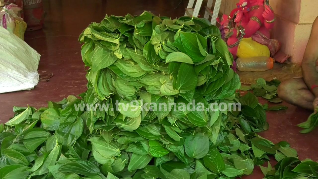 ಶರಾವತಿ ನದಿ ತೀರದ ‘ರಾಣಿ ವೀಳ್ಯದೆಲೆ’ಗೆ ಪಾಕಿಸ್ತಾನವೇ ದೊಡ್ಡ ಮಾರುಕಟ್ಟೆ! ಆದರೂ ರಫ್ತು ನಿರಾಕರಿಸಿದ ರೈತರು