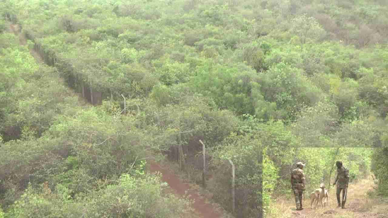 ಬರದ ನಾಡು ಬೀದರ್​ನಲ್ಲಿ ಶ್ರೀಗಂಧದ ಘಮ: ಹೇರಳವಾಗಿ ಬೆಳೆದು ನಿಂತ ಮರಗಳು