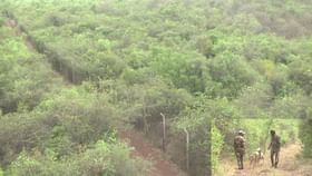 ಬರದ ನಾಡು ಬೀದರ್ನಲ್ಲಿ ಶ್ರೀಗಂಧದ ಘಮ: ಹೇರಳವಾಗಿ ಬೆಳೆದು ನಿಂತ ಮರಗಳು ಬರದ ನಾಡು ಬೀದರ್ನಲ್ಲಿ ಶ್ರೀಗಂಧದ ಘಮ: ಹೇರಳವಾಗಿ ಬೆಳೆದು ನಿಂತ ಮರಗಳು