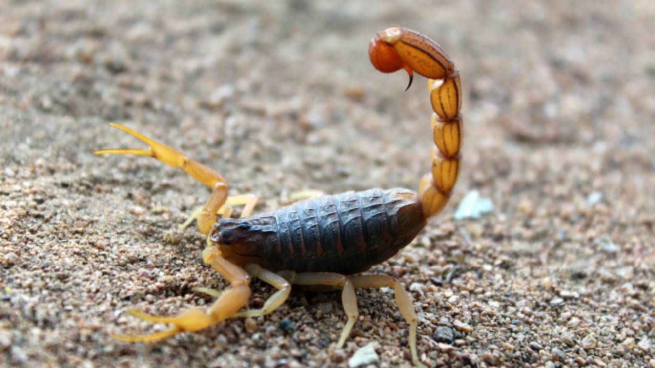 ಇಷ್ಟೇ ಇಷ್ಟೇ ಉದ್ದವಿರುವ ಚೇಳು ಏನು ಮಹಾ ಎಂದುಕೊಳ್ಳಬೇಡಿ. ಈ ಚೇಳು ತನ್ನ ಬಾಲದಿಂದ ಕುಟುಕಿದರೆ ಸಾಕು, ಉರಿಯುವುದು ಮಾತ್ರವಲ್ಲ ವಿಷವು ದೇಹವನ್ನು ಸೇರಿದರೆ ಬದುಕುಳಿಯುವುದು ತುಂಬಾನೇ ಕಷ್ಟ.