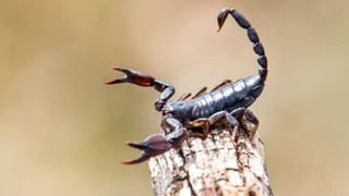 ಮದುವೆಯಾಗಿ ಗಂಡನ ಮನೆಗೆ ಕಾಲಿಟ್ಟ ಮರುದಿನವೇ ಚಿನ್ನಾಭರಣ, ಹಣ ದೋಚಿ ಪರಾರಿಯಾದ ನವವಿವಾಹಿತೆ