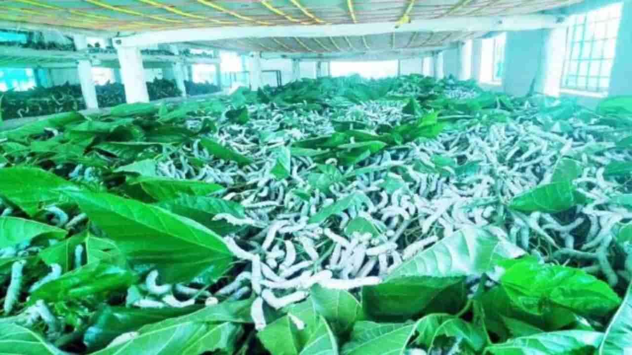 ಚಾಮರಾಜನಗರ: ನೆಲಕಚ್ಚಿದ್ದ ರೇಷ್ಮೆ ಕೃಷಿಗೆ ಸರ್ಕಾರದಿಂದ ಉತ್ತೇಜನ, ರೈತರಿಗೆ ಸಕಲ ಸವಲತ್ತು