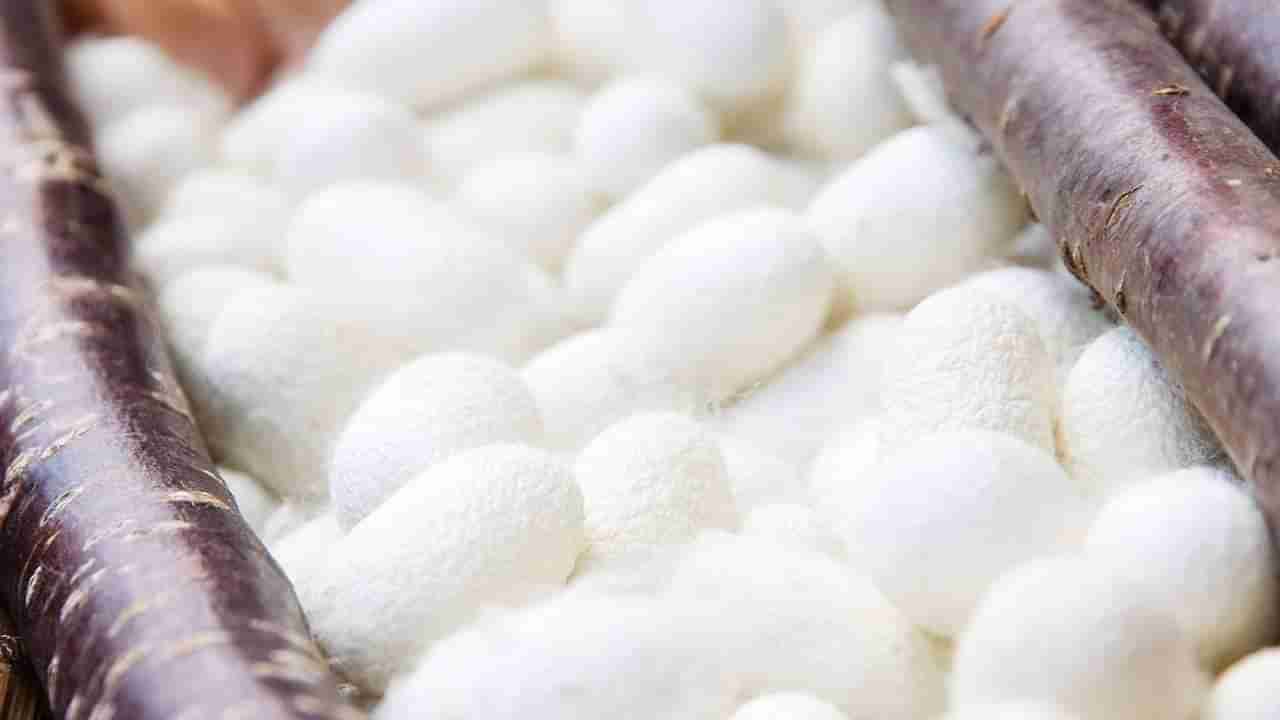 ಕರ್ನಾಟಕ ರೇಷ್ಮೆ ಬೆಳೆಗೆ ಹೆಚ್ಚಲಿದೆ ಬೇಡಿಕೆ: ಆಗ್ನೇಯ ಏಷ್ಯಾ ದೇಶಗಳಿಗೆ ರೇಷ್ಮೆ ಗೂಡು ರಫ್ತಿಗೆ ಕ್ರಮ