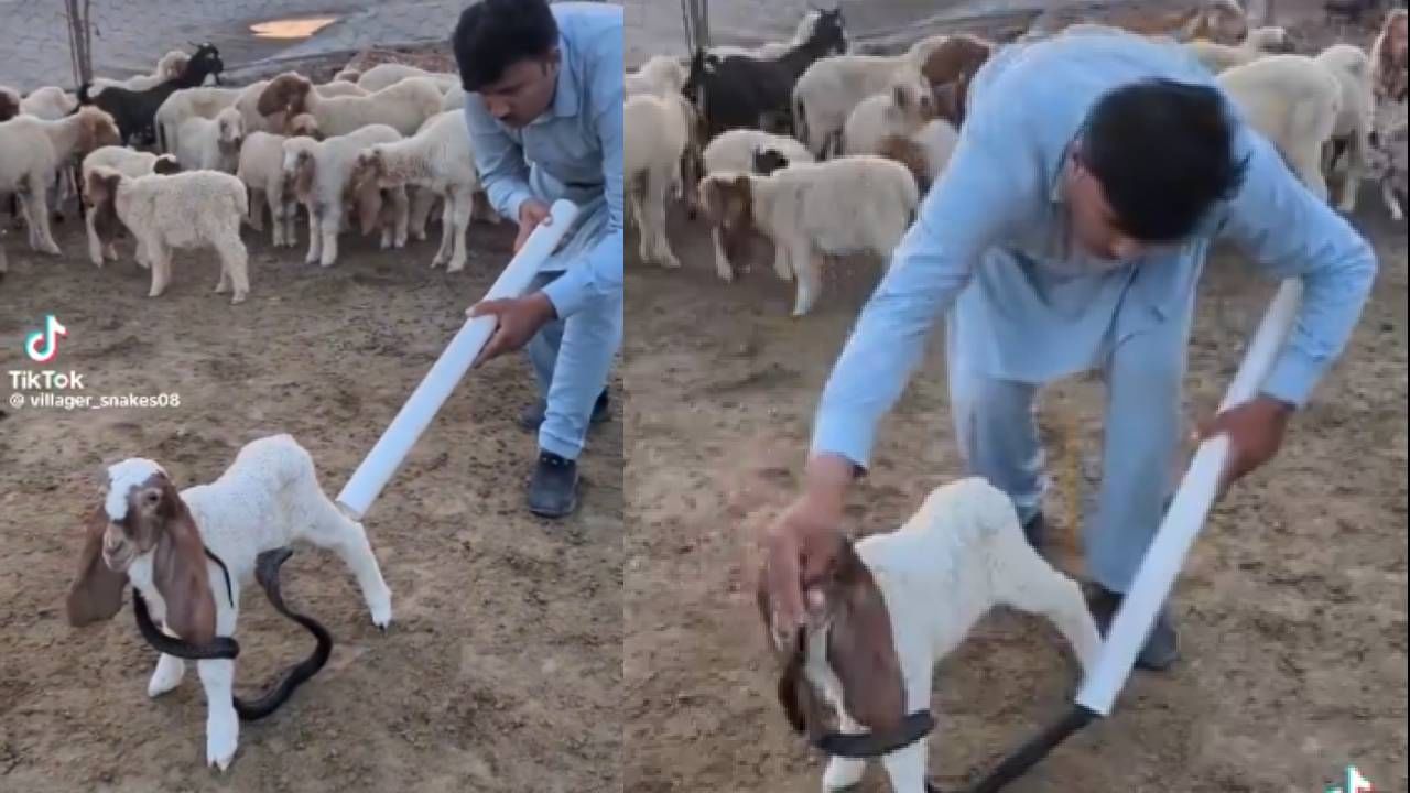 Video: ಮೈಗೆ ಸುತ್ತಿಕೊಂಡಿದ್ದ ವಿಷಕಾರಿ ಹಾವಿನಿಂದ ಮೇಕೆಯನ್ನು ಕಾಪಾಡಿದ್ಹೇಗೆ ನೋಡಿ