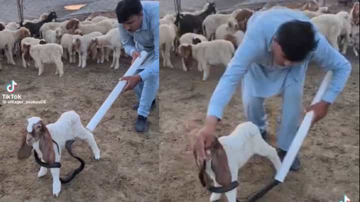 Video: ಮೈಗೆ ಸುತ್ತಿಕೊಂಡಿದ್ದ ವಿಷಕಾರಿ ಹಾವಿನಿಂದ ಮೇಕೆಯನ್ನು ಕಾಪಾಡಿದ್ಹೇಗೆ ನೋಡಿ Video: ಮೈಗೆ ಸುತ್ತಿಕೊಂಡಿದ್ದ ವಿಷಕಾರಿ ಹಾವಿನಿಂದ ಮೇಕೆಯನ್ನು ಕಾಪಾಡಿದ್ಹೇಗೆ ನೋಡಿ