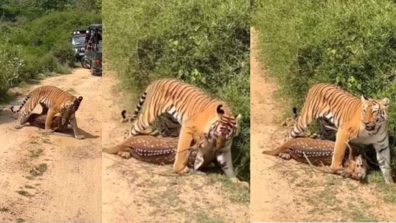 ಭಯಾನಕ ಬೇಟೆ: ಜಿಂಕೆಯನ್ನು ಕೊಂದು ಬಾಯಲ್ಲಿ ಹಿಡಿದ ಹುಲಿಯ ಅಪರೂಪದ ವಿಡಿಯೋ