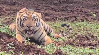 ಬೈಕ್​​ ಓಡಿಸುತ್ತಿದ್ದ ಗಂಡನಿಗೆ ಚಪ್ಪಲಿಯಲ್ಲಿ ಹಿಗ್ಗಾಮುಗ್ಗಾ ಬಾರಿಸಿದ ಹೆಂಡತಿ