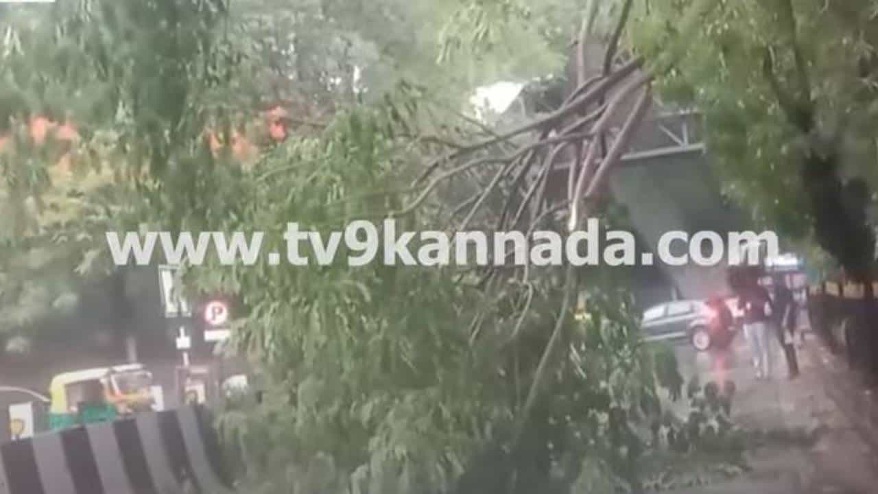 ನಗರದಲ್ಲಿ ಸುರಿದ ಮಳೆಗೆ ಎರಡು ಮರಗಳ ಕೊಂಬೆಗಳುನ ಕಟ್ ಆಗಿ ನೆಲಕ್ಕೆ, ಯಾವುದೇ ಅಪಾಯವಿಲ್ಲ ನಗರದಲ್ಲಿ ಸುರಿದ ಮಳೆಗೆ ಎರಡು ಮರಗಳ ಕೊಂಬೆಗಳುನ ಕಟ್ ಆಗಿ ನೆಲಕ್ಕೆ, ಯಾವುದೇ ಅಪಾಯವಿಲ್ಲ