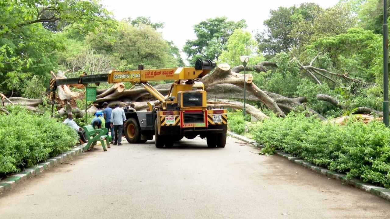 ಬೆಂಗಳೂರಿನಲ್ಲಿ ವರುಣನ ಆರ್ಭಟ ಕೊಂಚ ಕಡಿಮೆಯಾಗಿರುವ ಹೊತ್ತಲ್ಲೇ ಸಂತ್ರಸ್ತ ಪೀಡಿತ ಪ್ರದೇಶಗಳು ಚೇತರಿಕೆ ಕಾಣುತ್ತಿವೆ. ಆದರೆ ಹವಾಮಾನ ಇಲಾಖೆ ಪ್ರಕಾರ ಮಳೆ ಮತ್ತೆ ಸುರಿಯುವ ಸಾಧ್ಯತೆಯಿದೆ. ಇನ್ನು ನಗರದಲ್ಲಿ ಬೃಹತ್ ಮರಗಳು ನೆಲಕ್ಕೆ ಉರುಳುವ ಪ್ರಕರಣಗಳು ಮುಂದುವರೆದಿದ್ದು, ಒಂದೂವರೆ ಶತಮಾನ ಹಳೆಯ ಮರ ಕೂಡ ಧರಶಾಹಿ ಆಗಿದೆ.