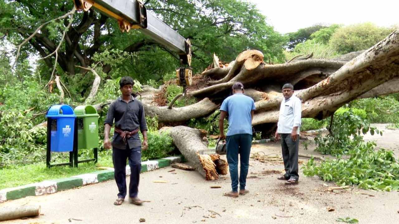 ಸುಮಾರು 150 ವರ್ಷದಷ್ಟು ಹಳೆಯದಾದ ಫೈಕಸ್ ಕನ್ನಿಂಗ್ ಹ್ಯಾಮಿ ಪ್ರಭೇದದ ಮರ ನಿನ್ನೆ ಸಂಜೆ 5 ಗಂಟೆ ಸುಮಾರಿಗೆ ಬಿದ್ದಿದೆ. ಅದೃಷ್ಟವಶಾತ್ ಯಾವುದೇ ಪ್ರಾಣಾಪಾಯ ಸಂಭವಿಸಿಲ್ಲ. ಲಾಲ್ ಬಾಗ್ ಹಾಗೂ ತೋಟಗಾರಿಕಾ ಇಲಾಖೆ ಅಧಿಕಾರಿಗಳ ಸೂಚನೆ ಮೇರೆಗೆ ಮರವನ್ನು ತೆರವು ಮಾಡಲಾಗಿದೆ.