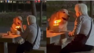 ಸ್ನೇಹಿತನಿಗಾಗಿ ಚಿರತೆ ಜತೆ ಯುದ್ಧಕ್ಕೆ ನಿಂತ ಶ್ವಾನಗಳು