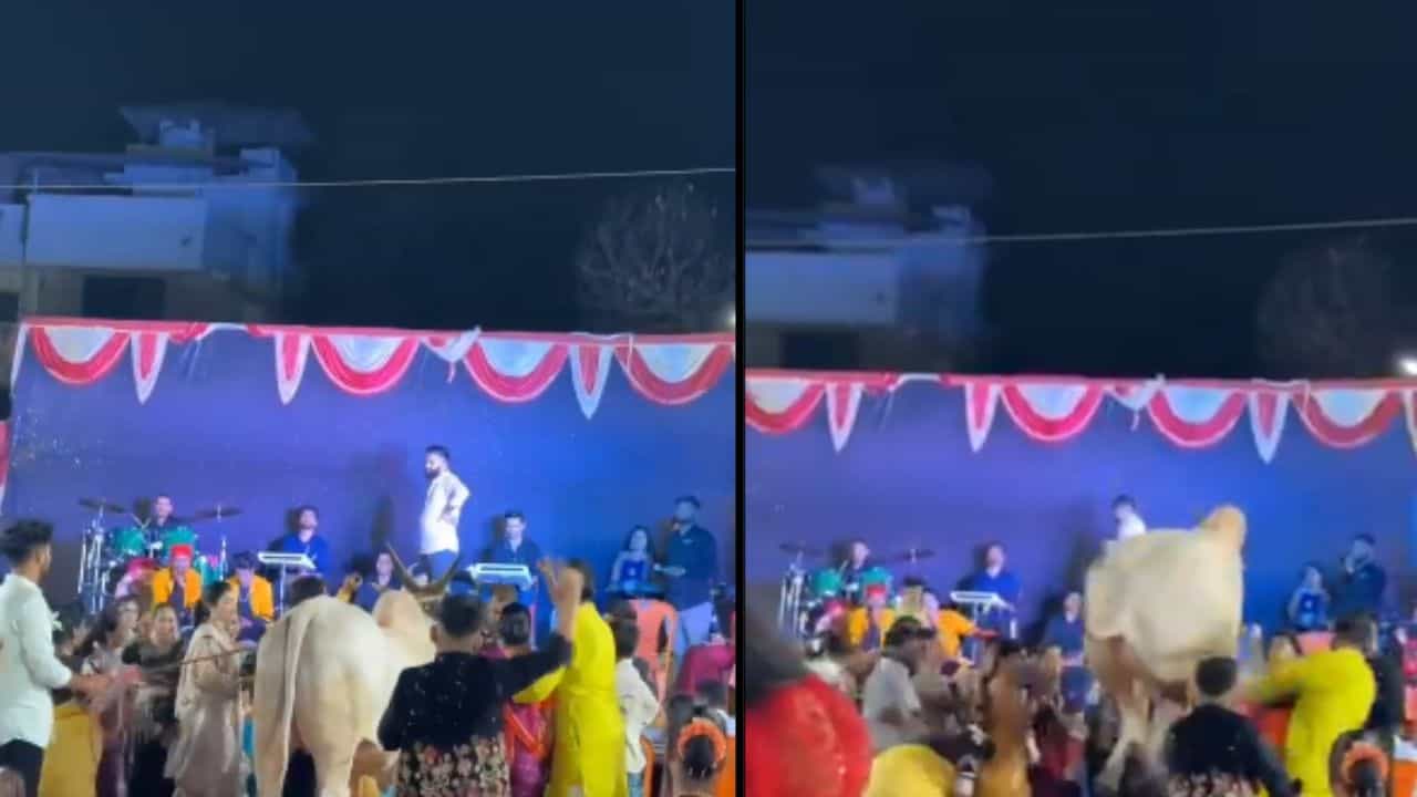 ಸಂಗೀತ ಕಾರ್ಯಕ್ರಮದಲ್ಲಿ ಅವಾಂತರ ಸೃಷ್ಟಿಸಿದ ಗೂಳಿ, ಎದ್ನೋ ಬಿದ್ನೋ ಎಂದು ಓಡಿದ ಜನ