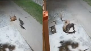 ಸಂಗೀತ ಕಾರ್ಯಕ್ರಮದಲ್ಲಿ ಅವಾಂತರ ಸೃಷ್ಟಿಸಿದ ಗೂಳಿ, ಎದ್ನೋ ಬಿದ್ನೋ ಎಂದು ಓಡಿದ ಜನ