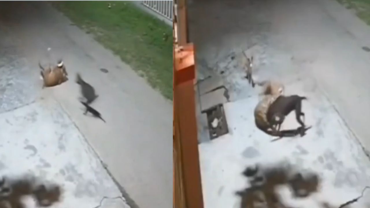 ಸ್ನೇಹಿತನಿಗಾಗಿ ಚಿರತೆ ಜತೆ ಯುದ್ಧಕ್ಕೆ ನಿಂತ ಶ್ವಾನಗಳು