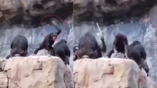 Viral: ಫ್ರೀಯಾಗಿ ಕೊಟ್ಟ ಚಟ್ನಿಯ ಹೆಸ್ರನ್ನೂ ಬಿಲ್‌ನಲ್ಲಿ ನಮೂದಿಸಿದ ಬೆಂಗಳೂರಿನ ಹೋಟೆಲ್; ವೈರಲ್‌ ಆಯ್ತು ಪೋಸ್ಟ್