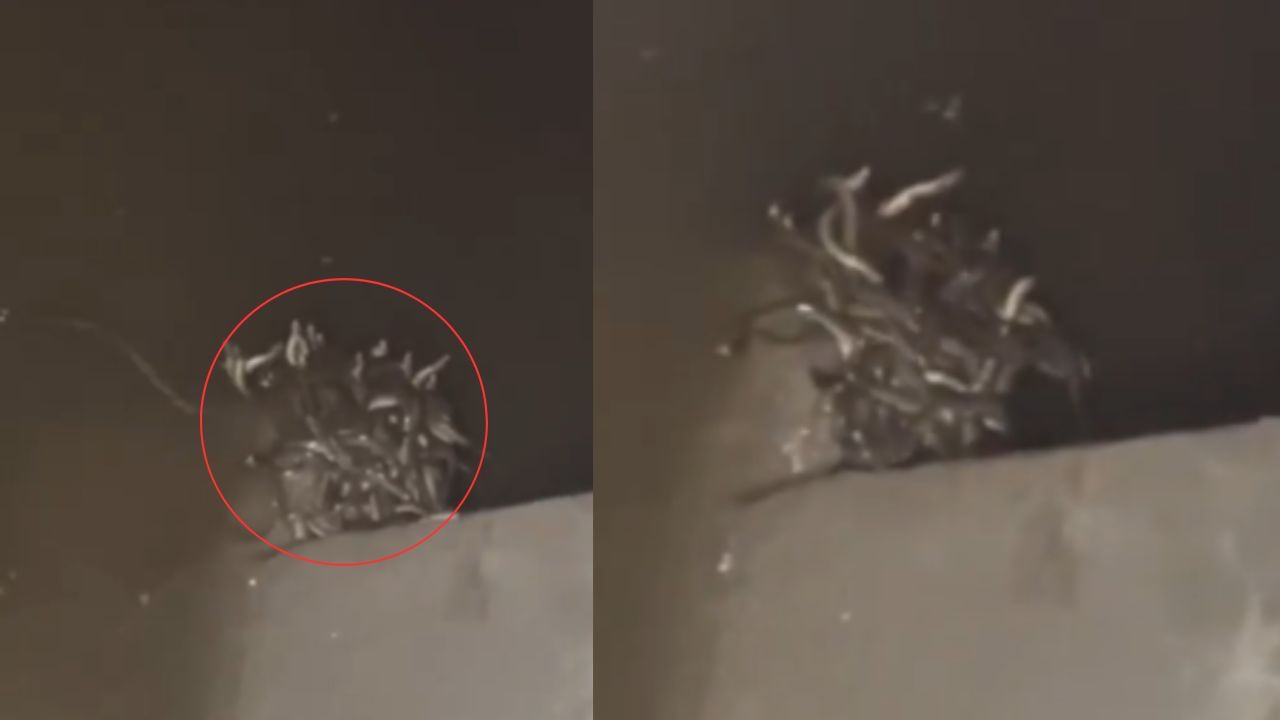 ವಿಡಿಯೋ ವೈರಲ್: ಈ ಮನೆಯಲ್ಲಿ ಹಾವುಗಳದ್ದೇ ರಾಶಿ, ಮೈ ಜುಮ್ ಎನಿಸುವ ದೃಶ್ಯ
