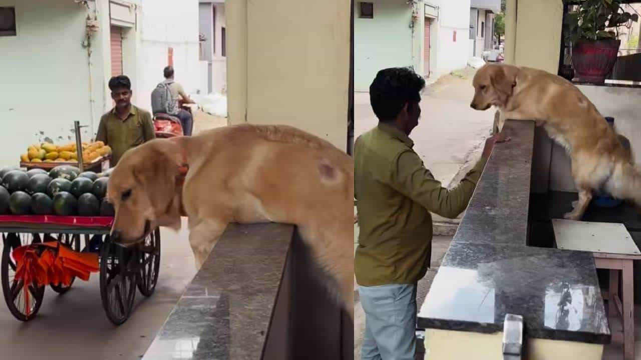 Viral: ಬೇಗ ಬಂದು ಬಾಳೆಹಣ್ಣು ಕೊಡಣ್ಣ;  ಹಣ್ಣಿನ ವ್ಯಾಪಾರಿಯ ಬರುವಿಕೆಗಾಗಿ ಕಾದು ಕುಳಿತ ಶ್ವಾನ