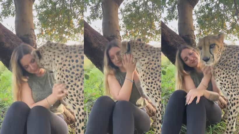 Viral: ಅದು ಬೆಕ್ಕಲ್ಲ ತಾಯಿ… ದೈತ್ಯ ಚೀತಾವನ್ನೇ ತಬ್ಬಿ ಮುದ್ದಾಡಿದ ಮಹಿಳೆ; ವಿಡಿಯೋ ವೈರಲ್
