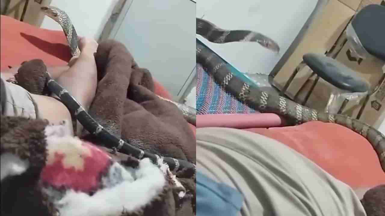 ಮಲಗಿದ್ದವನ ಮೈ ಮೇಲೆ ಹರಿದಾಡಿದ ದೈತ್ಯಾಕಾರದ ಕಾಳಿಂಗ ಸರ್ಪ, ಎದೆ ಝಲ್ ಎನಿಸುವ ದೃಶ್ಯ