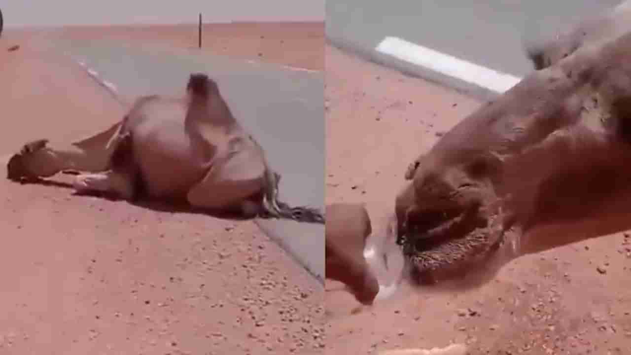 ರಸ್ತೆಯಲ್ಲೇ ಕುಸಿದು ಬಿದ್ದ ಒಂಟೆ, ನೀರು ಕೊಟ್ಟು ಬಾಯಾರಿಕೆ ನೀಗಿಸಿದ ಪುಣ್ಯಾತ್ಮ