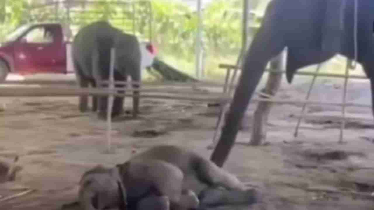 Viral : ಕಂದಮ್ಮ ಎದ್ದೇಳೋ ಬೆಳಗಾಯ್ತು, ಮರಿಯಾನೆಯನ್ನು ಎಬ್ಬಿಸುತ್ತಿರುವ ತಾಯಿ ಆನೆ