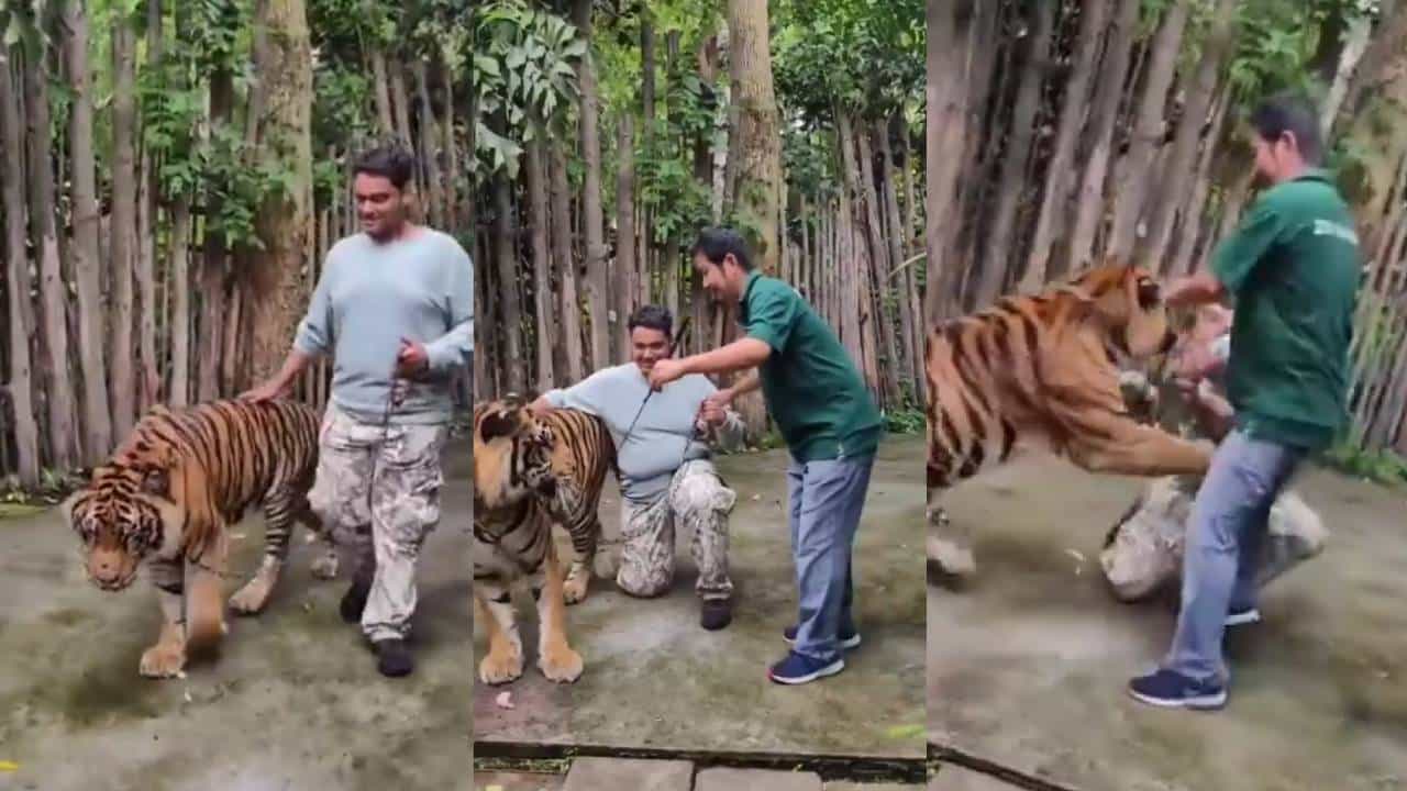 Viral: ಫೋಟೋ ಹುಚ್ಚು ತಂದ ಫಜೀತಿ; ಥೈಲ್ಯಾಂಡ್ನಲ್ಲಿ ಭಾರತೀಯ ಪ್ರವಾಸಿಗನ ಮೇಲೆ ಹುಲಿ ದಾಳಿ Viral: ಫೋಟೋ ಹುಚ್ಚು ತಂದ ಫಜೀತಿ; ಥೈಲ್ಯಾಂಡ್ನಲ್ಲಿ ಭಾರತೀಯ ಪ್ರವಾಸಿಗನ ಮೇಲೆ ಹುಲಿ ದಾಳಿ